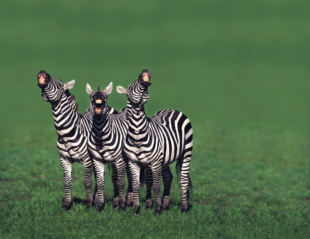 Detail of Burchell's Zebras Vocalizing by Corbis