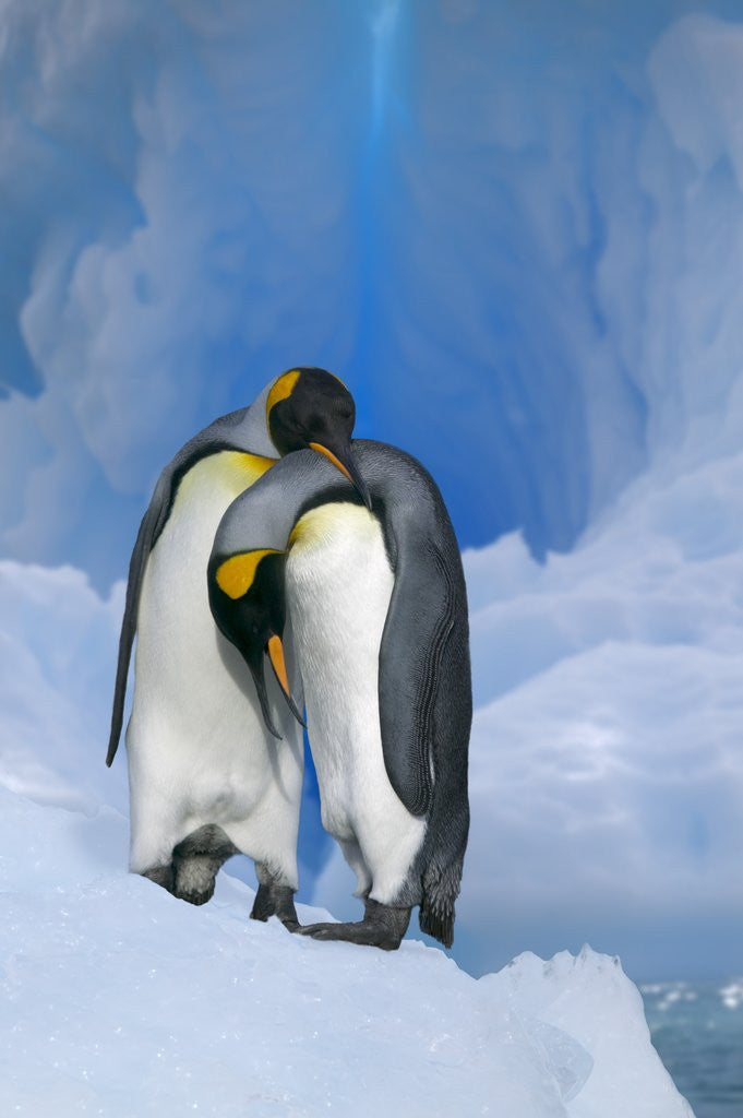King Penguins Courting by Corbis