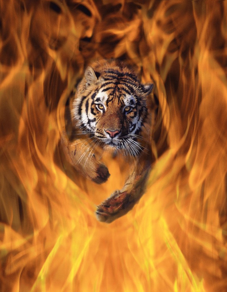 Detail of Tiger Running Through Flames by Anonymous