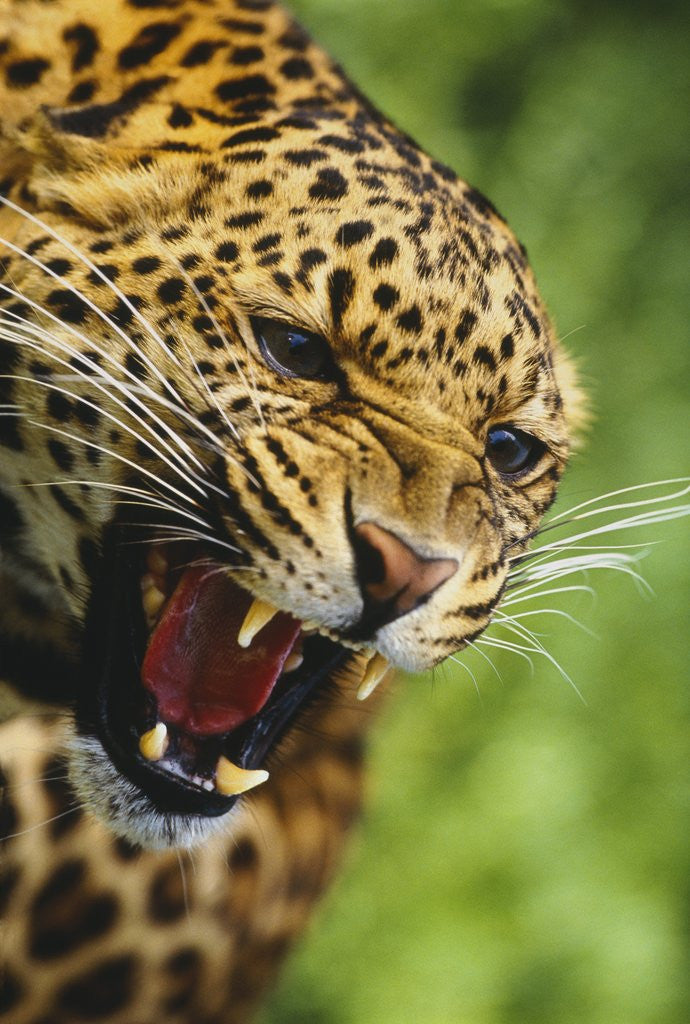 Detail of Leopard Snarling by Corbis