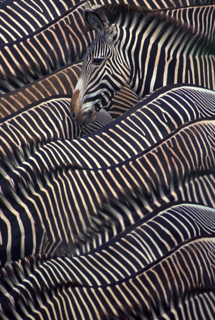 Grevy's Zebras by Corbis