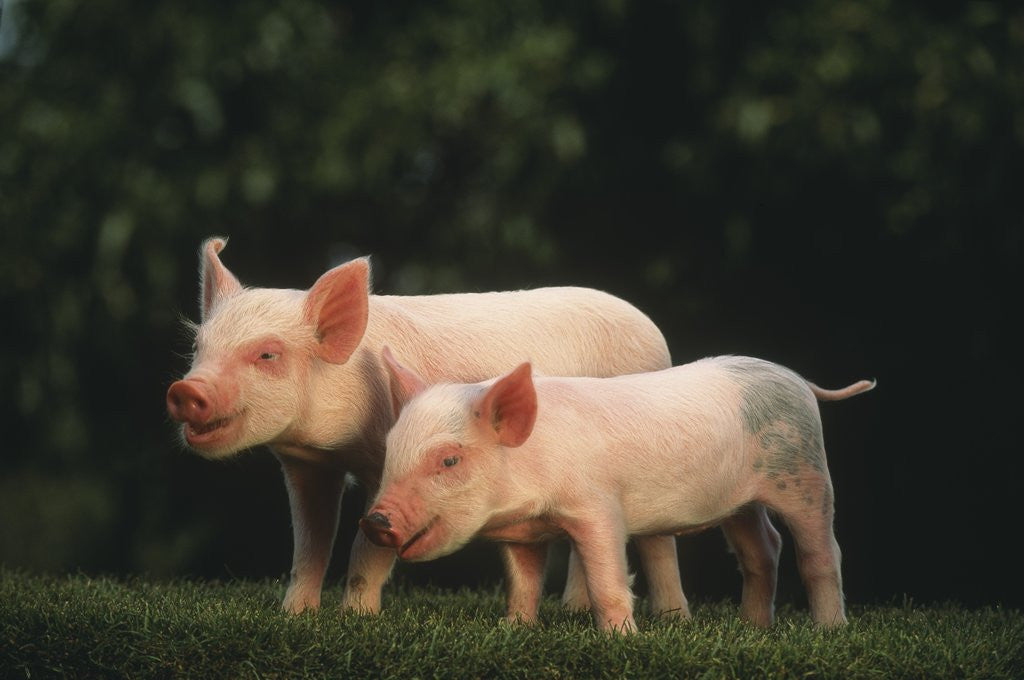 Detail of Yorkshire Piglets by Corbis