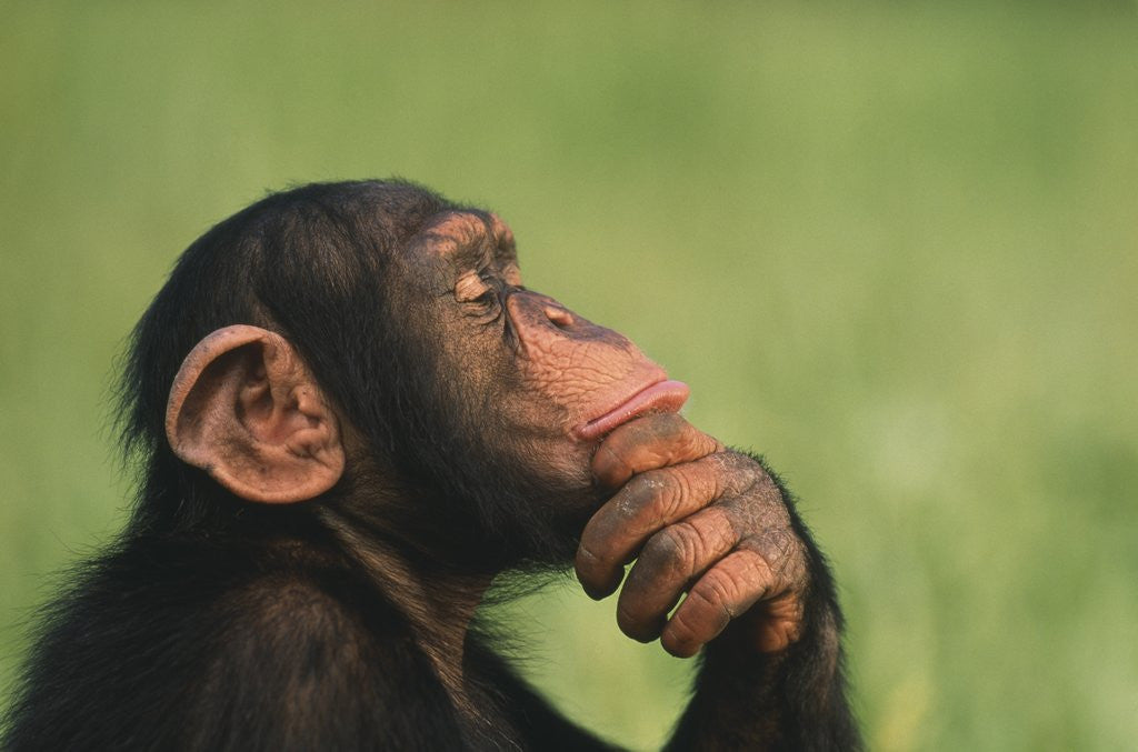 Detail of Chimpanzee Resting Chin in Hand by Corbis