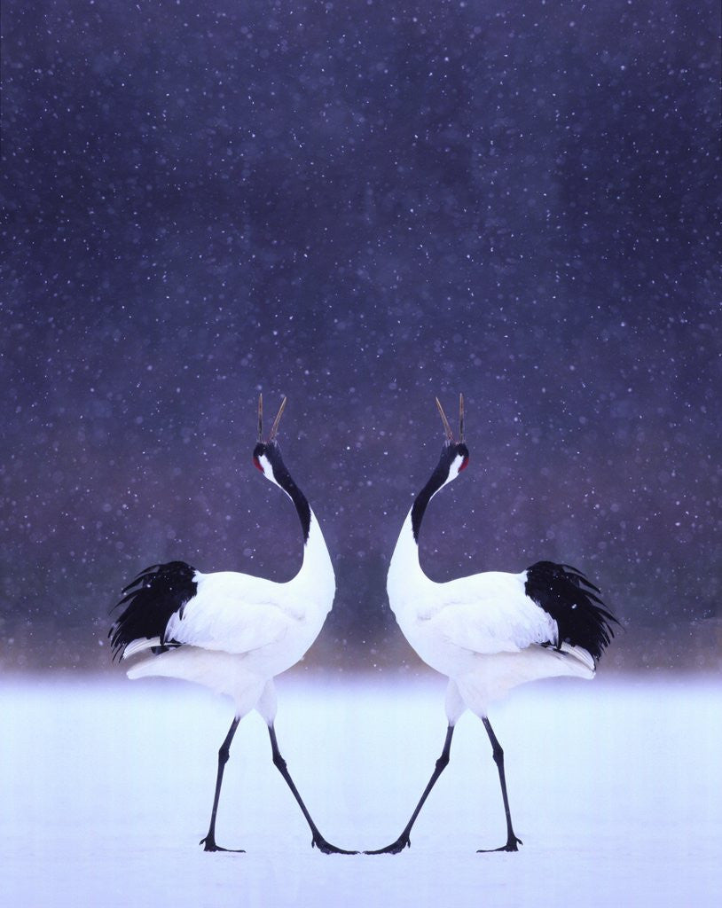 Red Crowned Cranes by Corbis