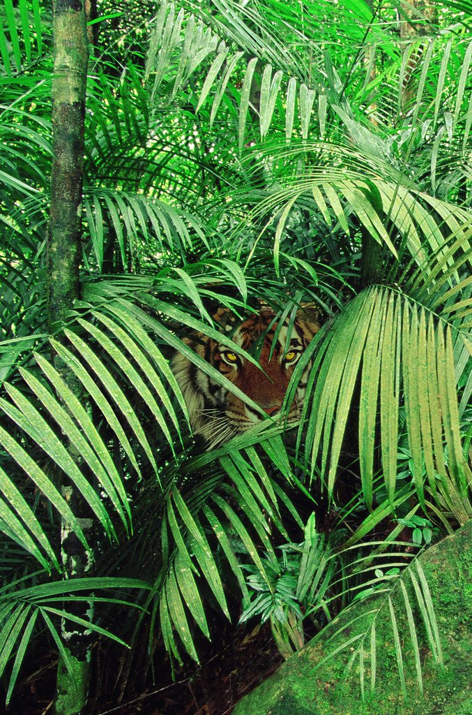 Detail of Tiger Hiding in Foliage by Corbis