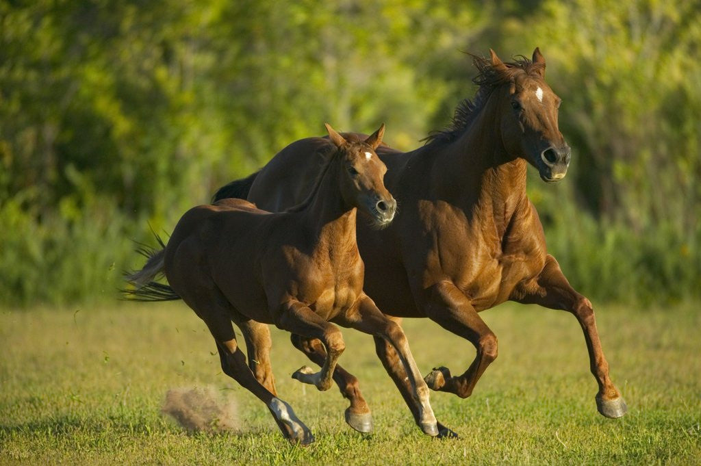 Detail of Horses Galloping by Anonymous