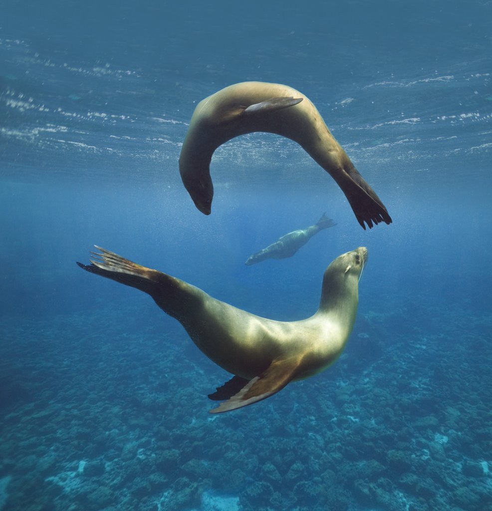 Detail of Sea Lions Playing Underwater by Corbis