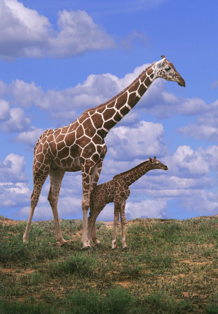 Detail of Reticulated Giraffe with Young by Anonymous