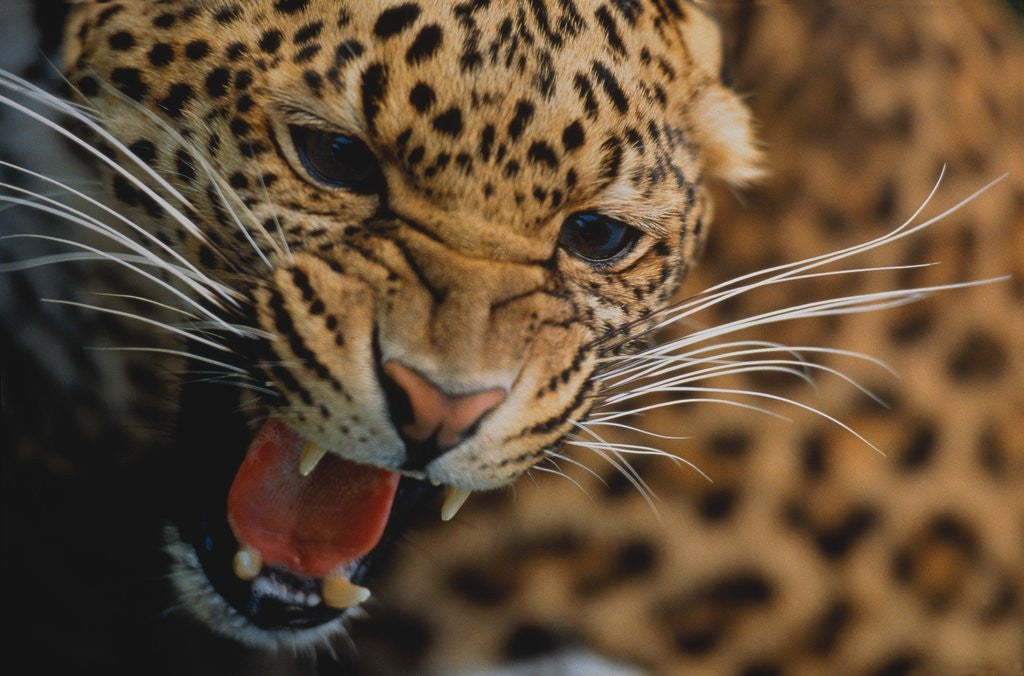 Detail of Snarling Leopard by Anonymous