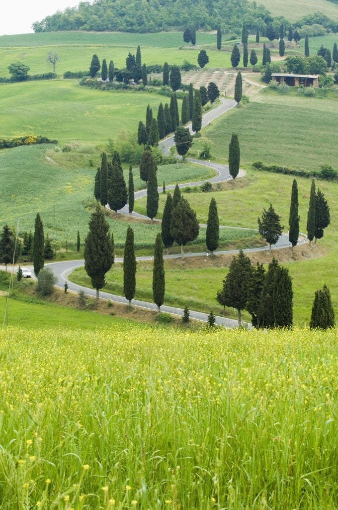 Detail of Winding Country Road by Anonymous