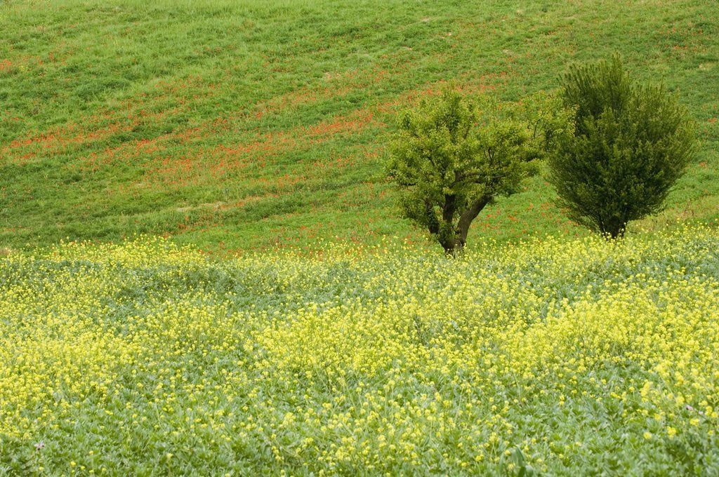 Detail of Wildflowers Blooming in Meadow by Anonymous