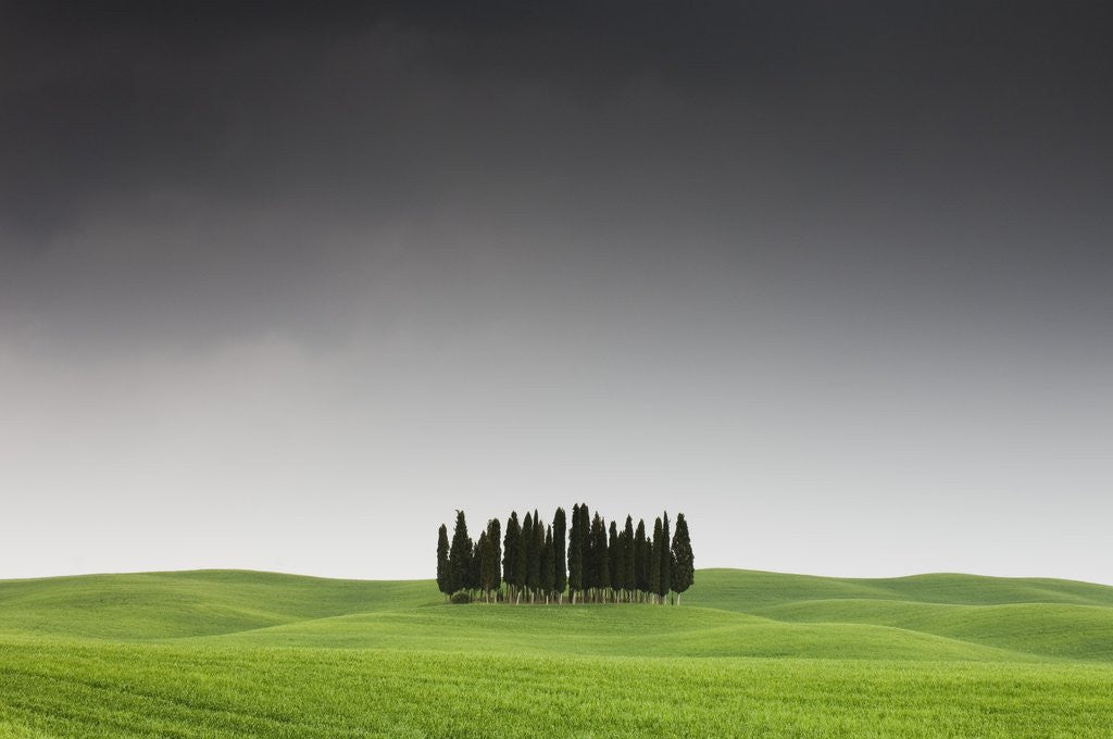 Detail of Cypress Grove in Field by Anonymous
