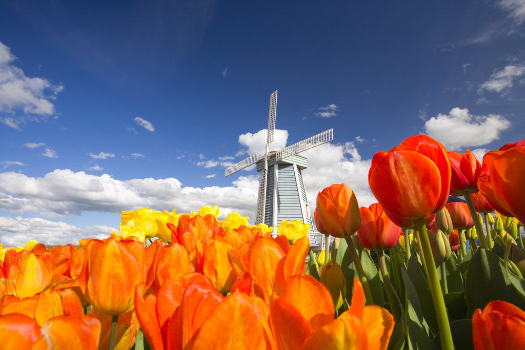 Detail of Windmill in Tulip Field by Anonymous
