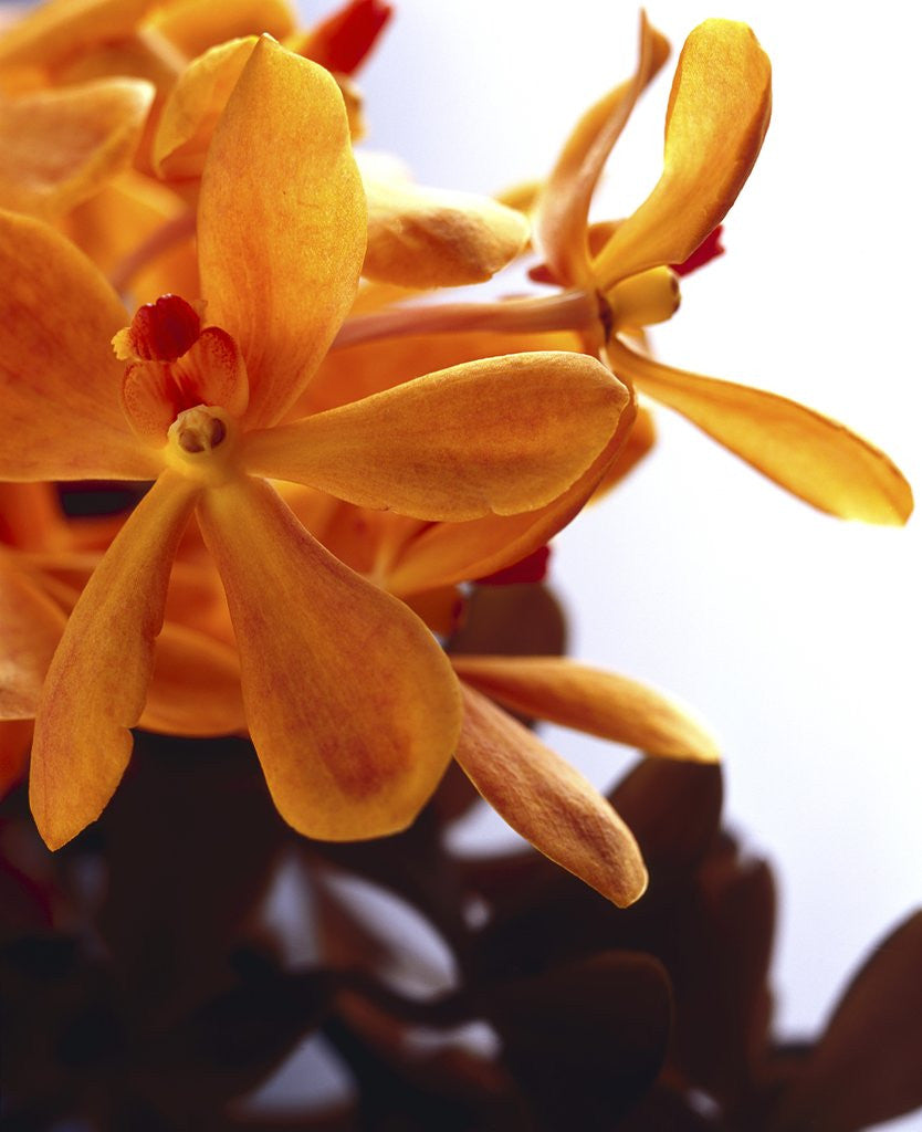 Detail of Yellow Flowers by Anonymous