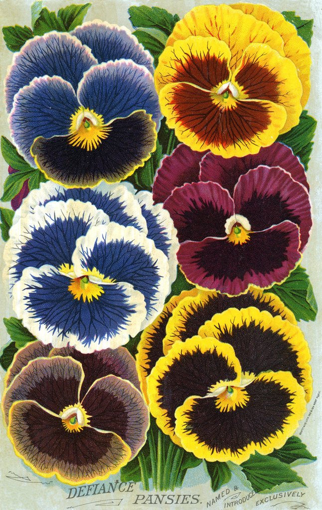 Detail of Seed Catalog Illustration of Six Pansy Blossoms by Anonymous