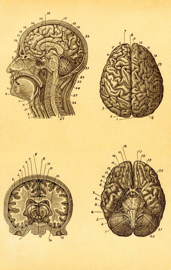 Detail of Cutaway and Profile Diagrams of the Human Brain by Corbis