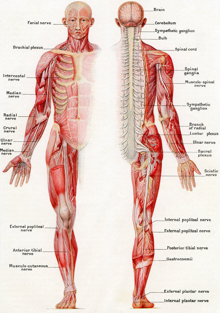 Detail of Illustration of the Brain, Spinal Cord and Nerves of the Human Male by Corbis