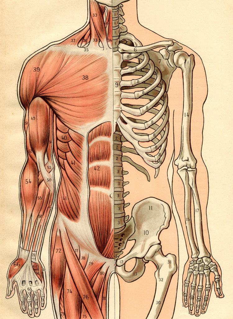 Detail of Illustration of Muscles and Skeleton of the Human Torso, Front by Maurice Dessertenne