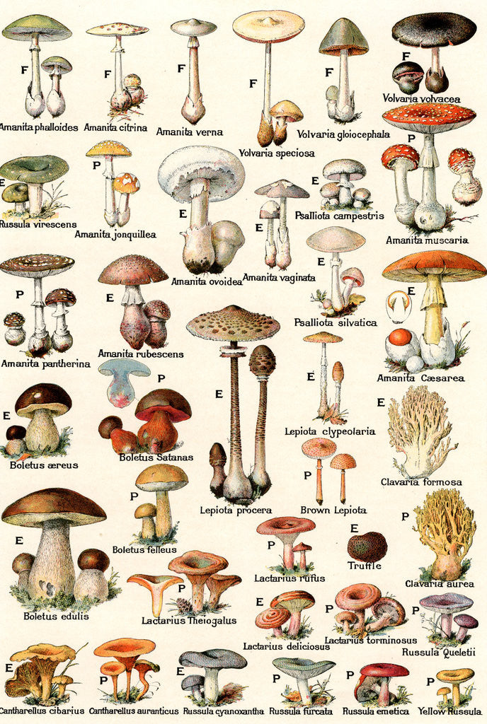 Detail of Illustration of Edible and Poisonous Mushrooms by Corbis
