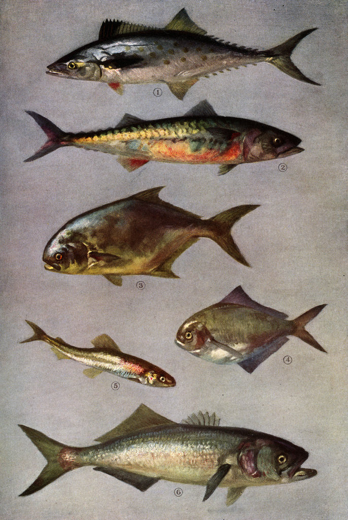 Detail of Illustration of Six Fish by Anonymous