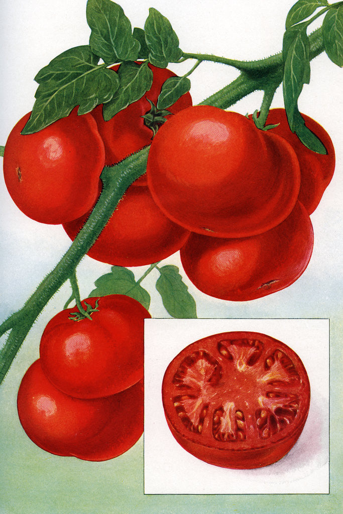 Detail of Color Print of Tomatoes on the Vine by Anonymous