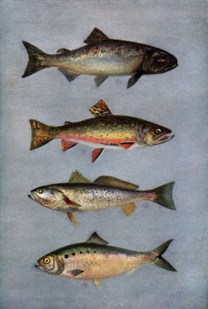 Detail of Illustration of Four Fish by Anonymous