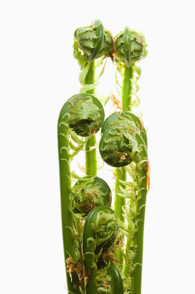 Detail of Ostrich Fern Fiddleheads by Anonymous
