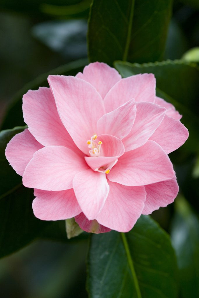 Detail of Camellia x williamsii 'Billie McCaskell' by Anonymous