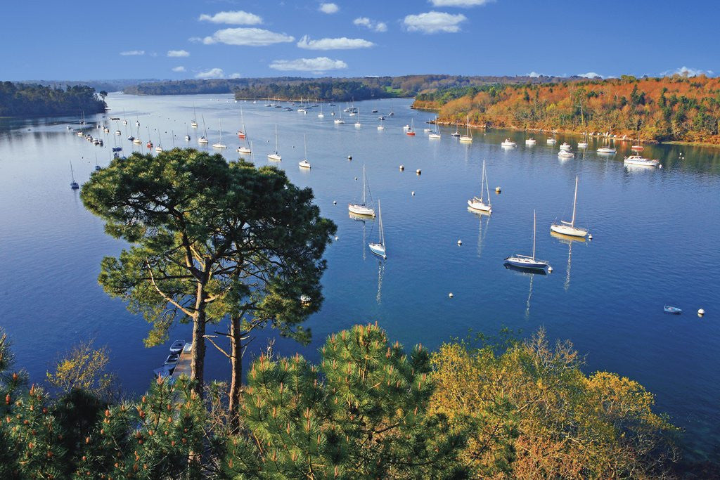 Detail of Sailboats Anchored on River by Anonymous