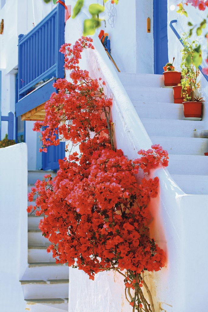 Detail of Flowers Blooming on Stairway by Anonymous