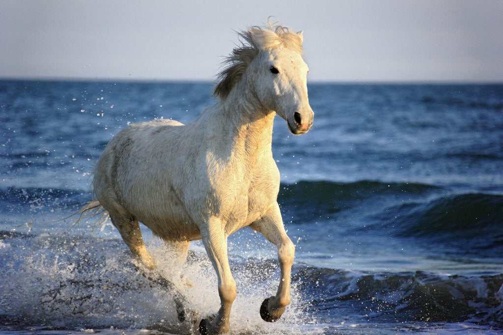 Detail of Wild Camargue Horse Running on Beach by Corbis