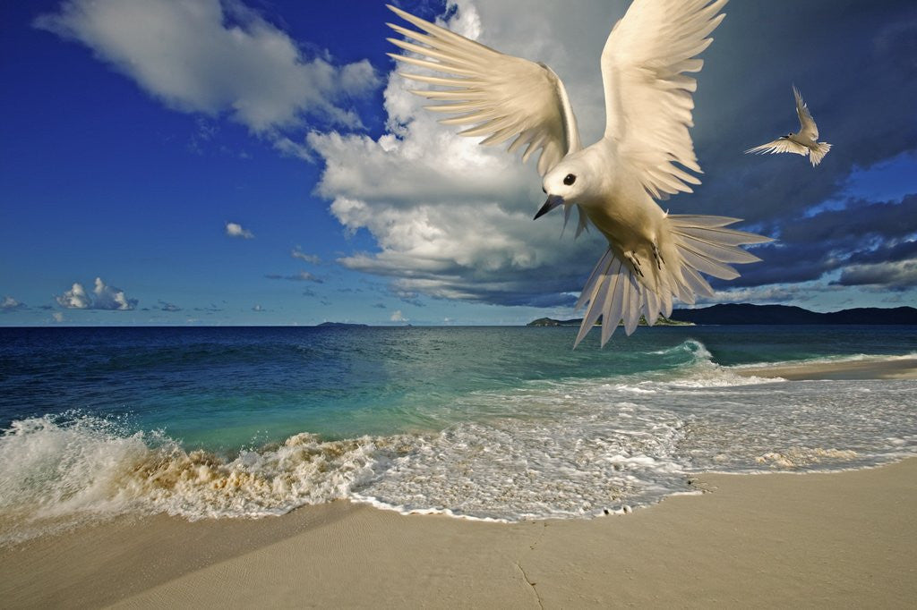 Detail of Fairy Tern at Cousine Island Beach by Anonymous