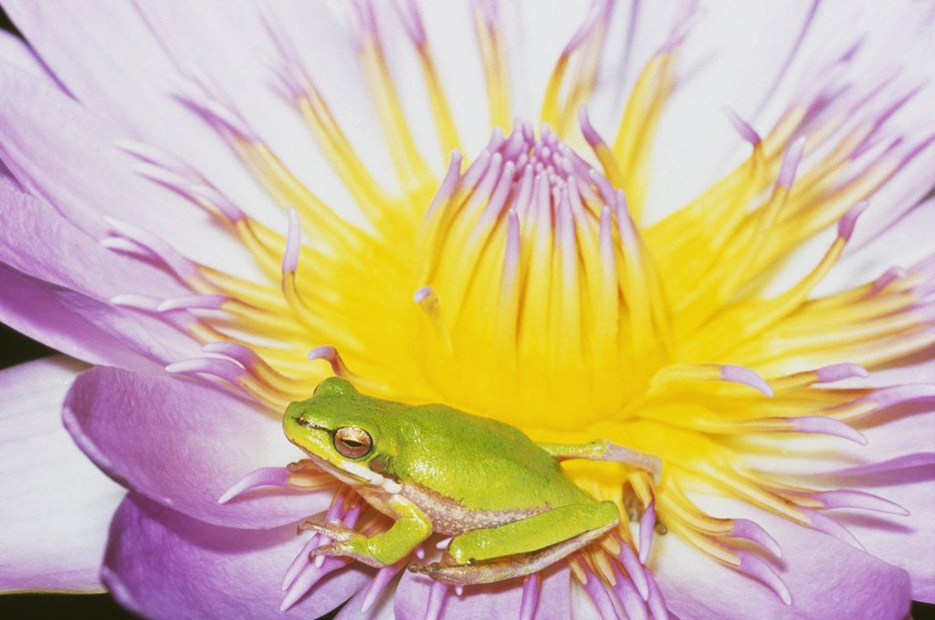 Detail of Eastern Dwarf Tree Frog on Blossoming Water Lily by Corbis