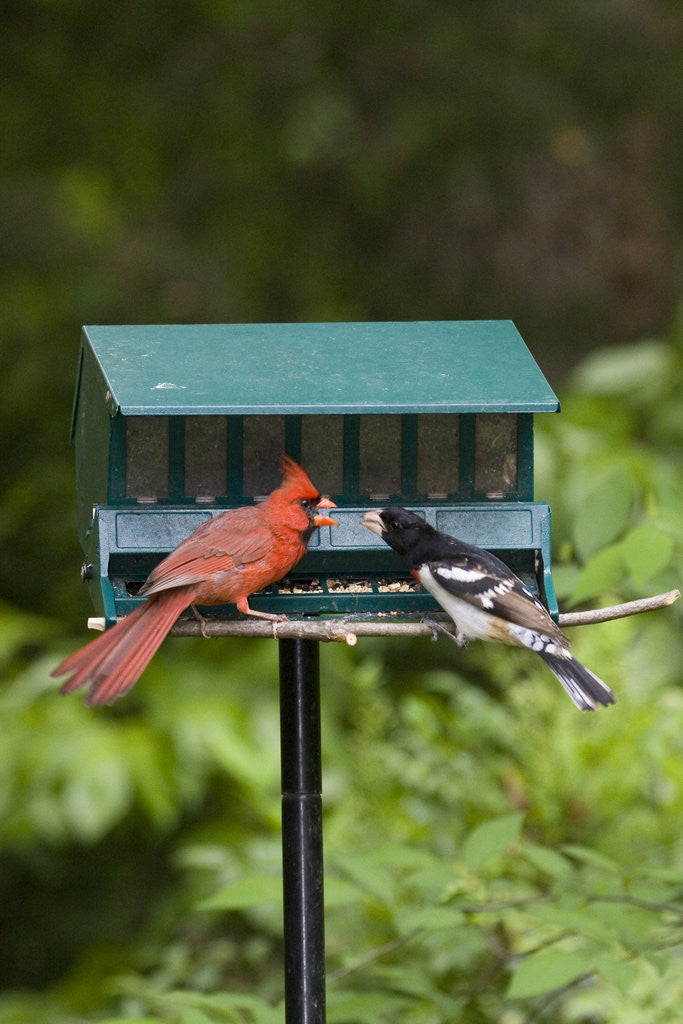 Detail of Cardinal and Rose-Breasted Grosbeak by Anonymous