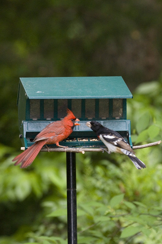 Detail of Cardinal and Rose-Breasted Grosbeak by Corbis