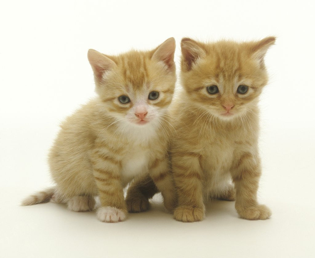 Detail of Six Week Old Yellow Kitten Siblings by Anonymous