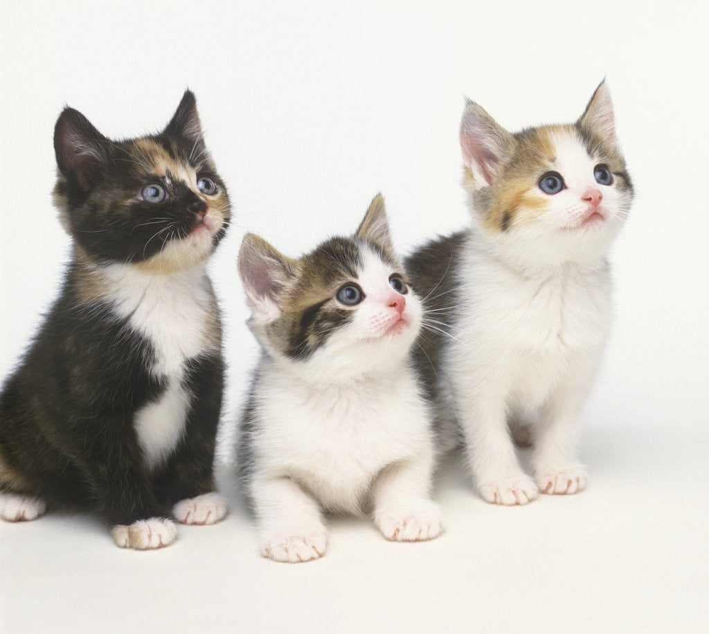 Detail of Calico Kittens by Anonymous