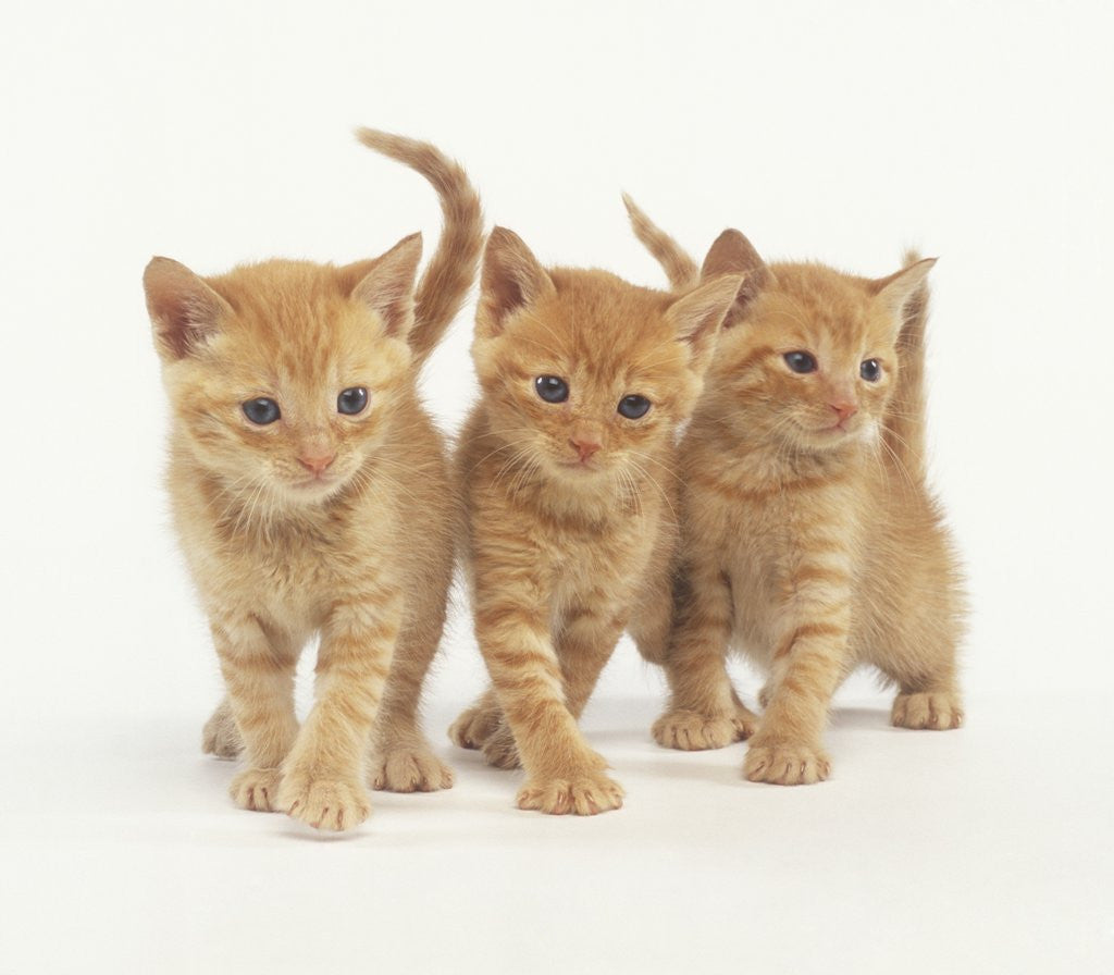 Detail of Orange Kittens Walking by Anonymous