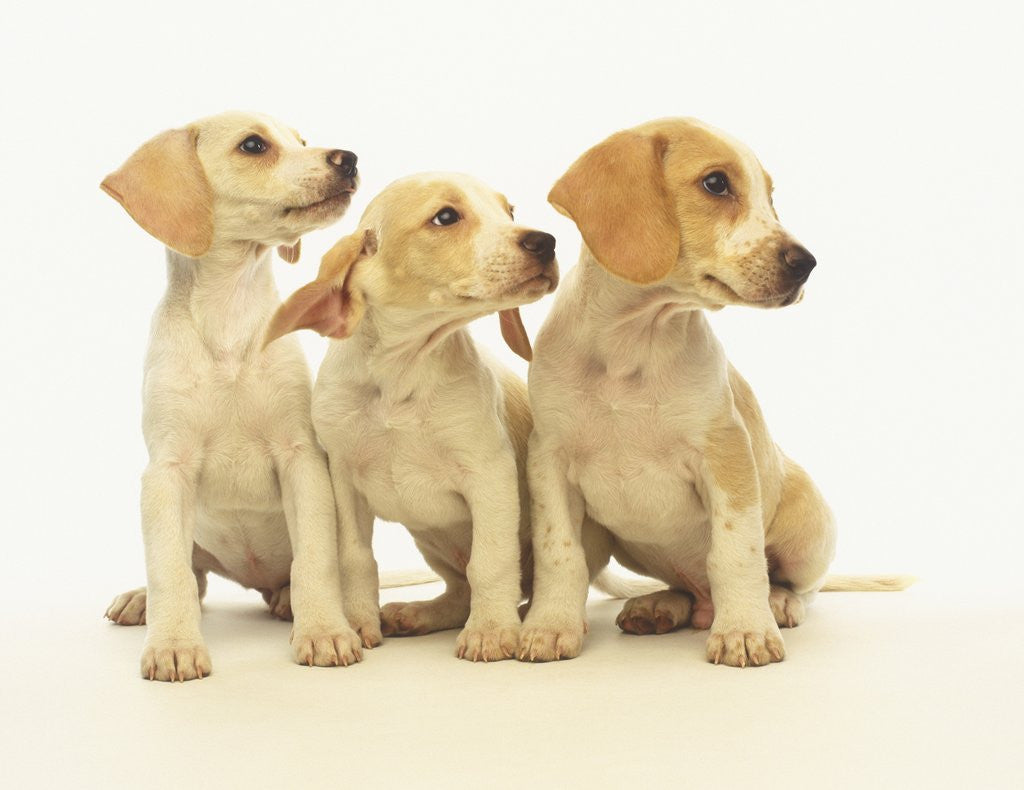 Detail of Beagle Puppies Looking Left by Anonymous