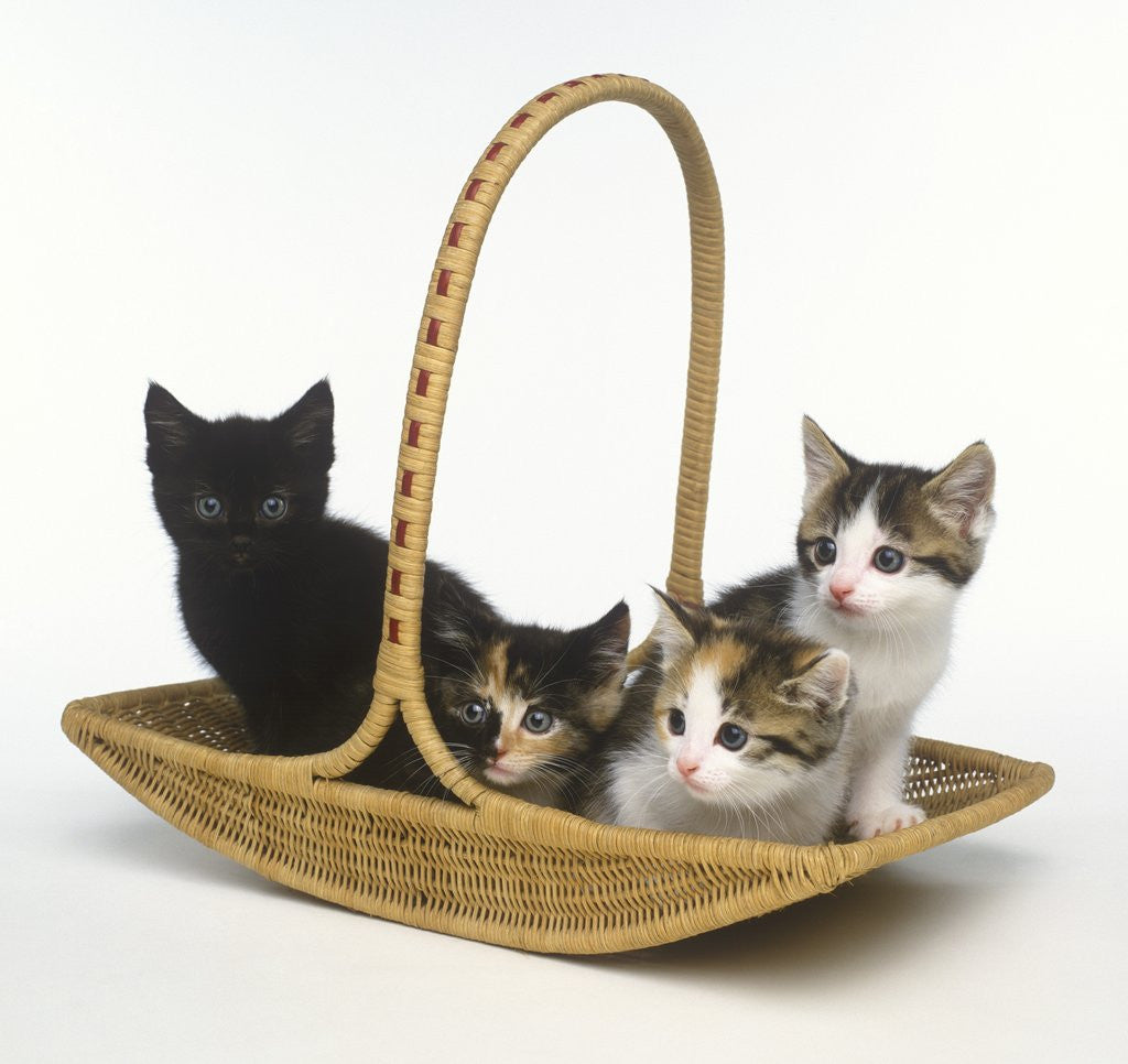 Detail of Kittens in Basket by Anonymous