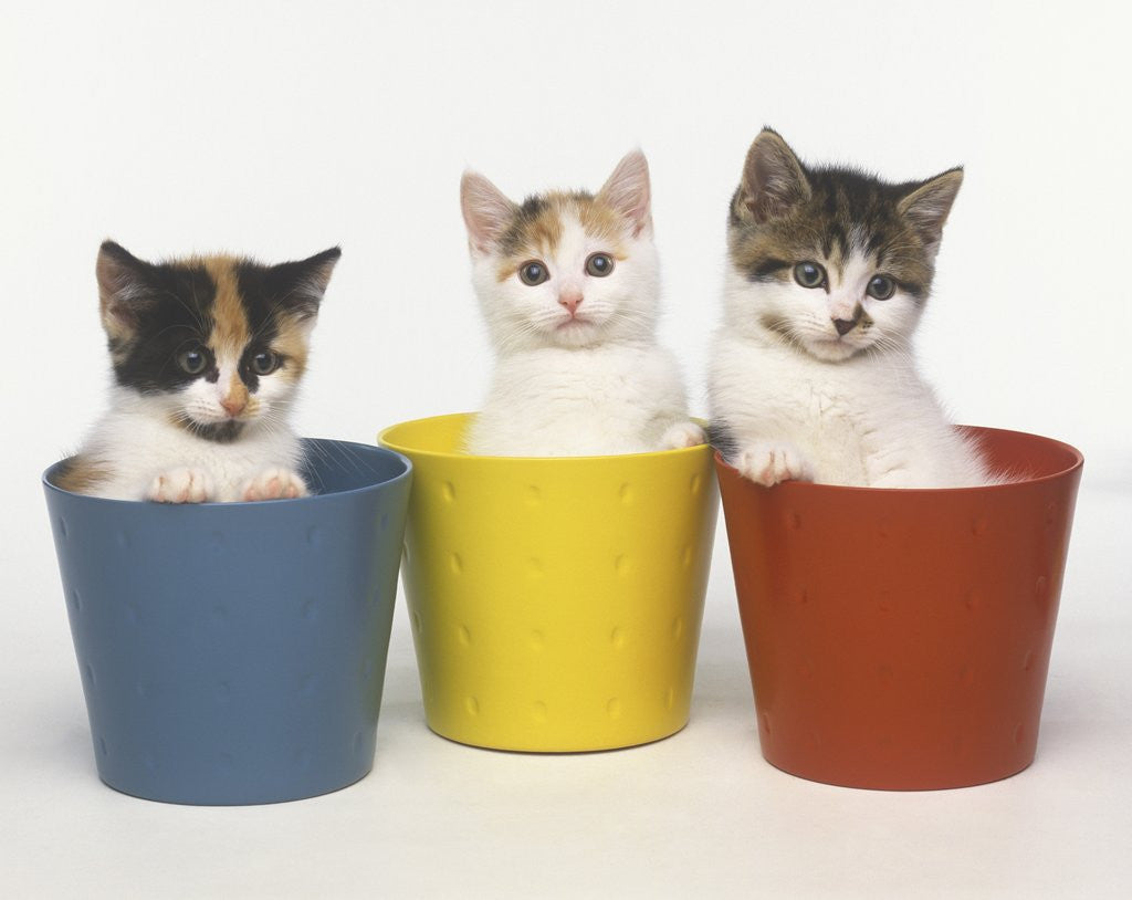 Detail of Kittens in Flower Pots by Corbis