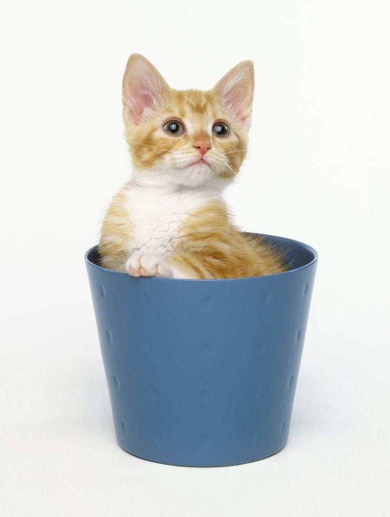 Detail of Orange and White Kitten in Flower Pot by Corbis
