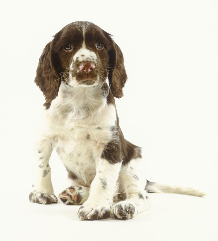 Detail of Brown and White Springer Spaniel Puppy by Corbis