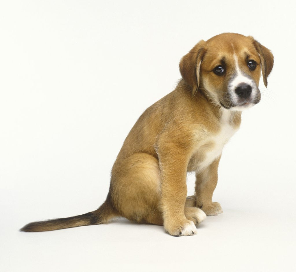 Detail of Puppy Sitting Down by Anonymous