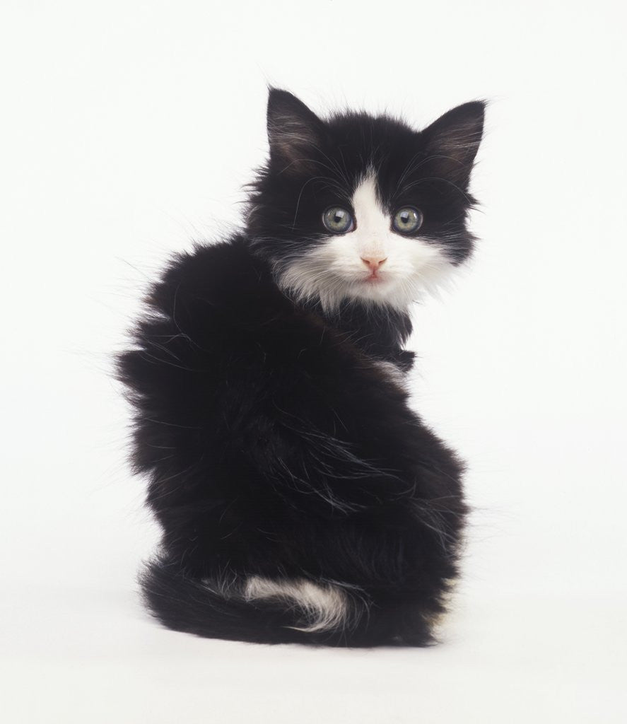 Detail of Black and White Kitten by Corbis