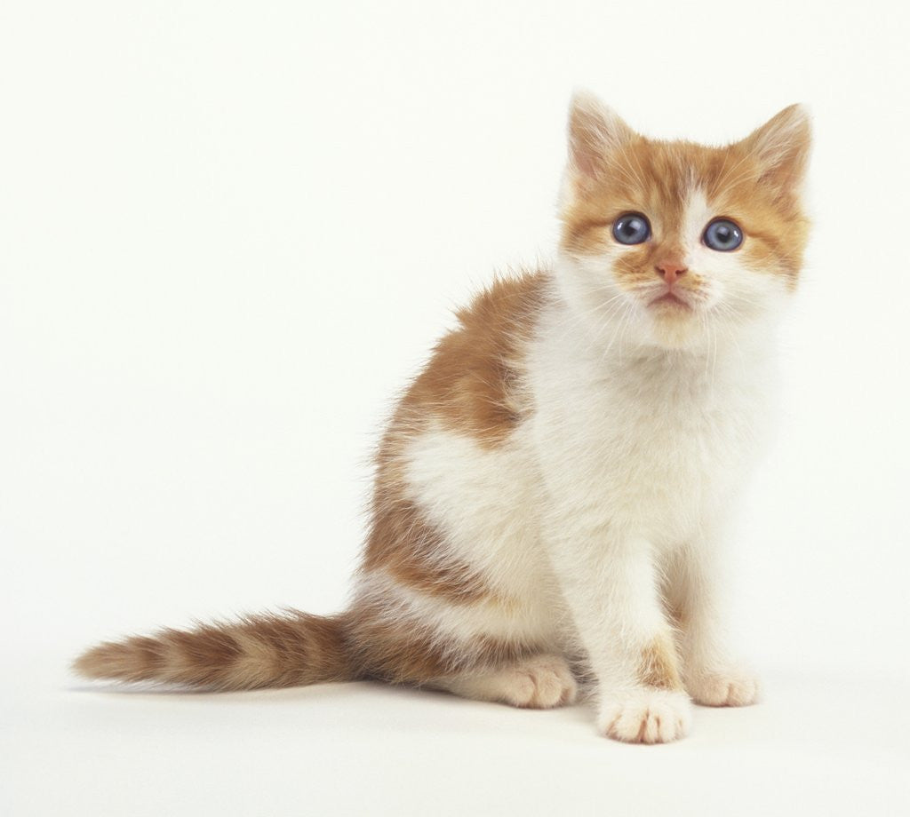 Detail of Orange and White Kitten by Anonymous