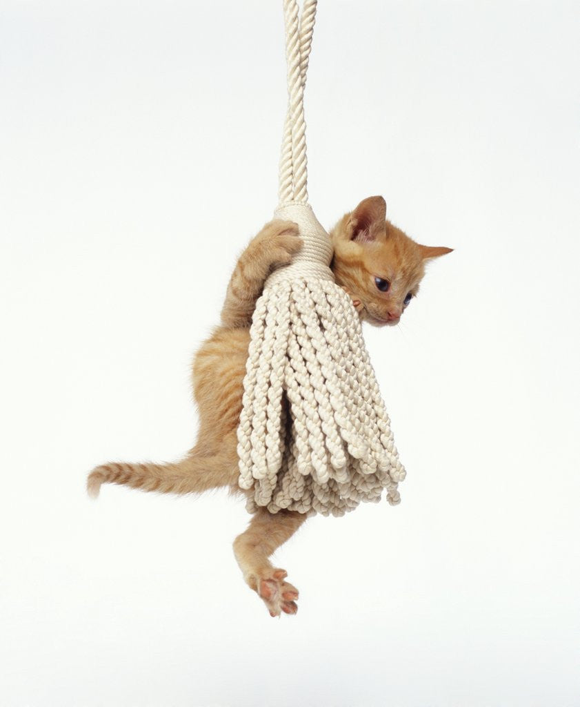 Detail of Orange Kitten Hanging from Tassel by Anonymous