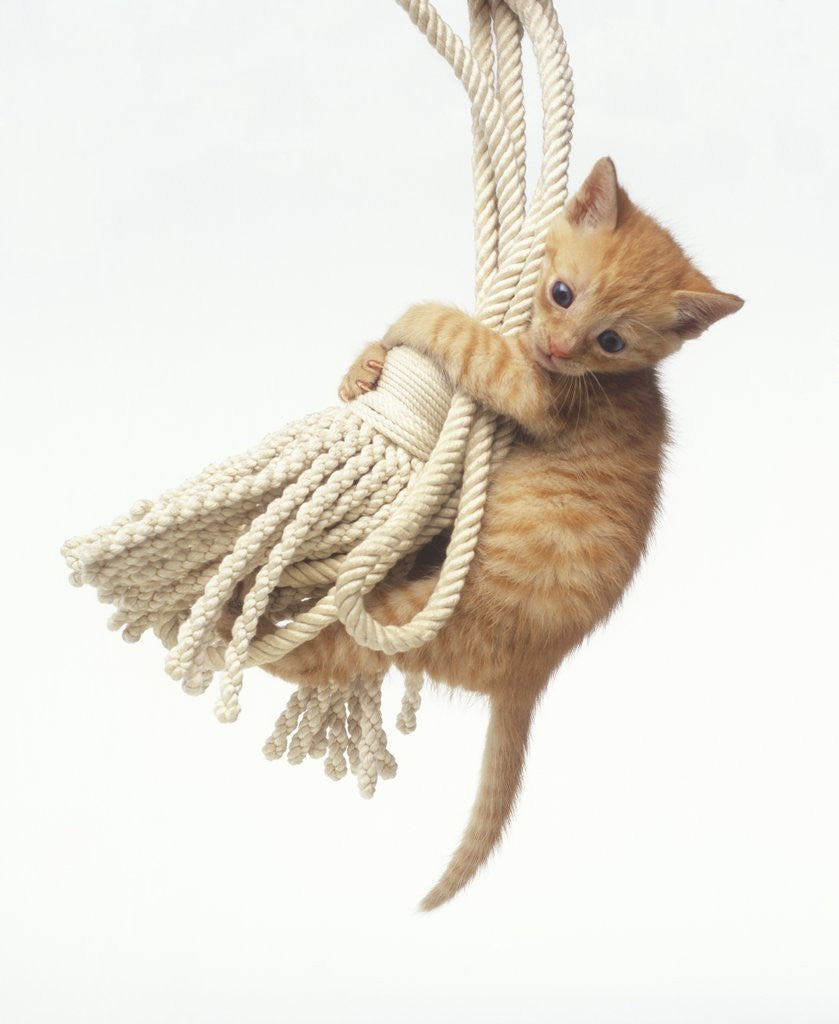Detail of Orange Kitten Hanging from Tassel by Corbis