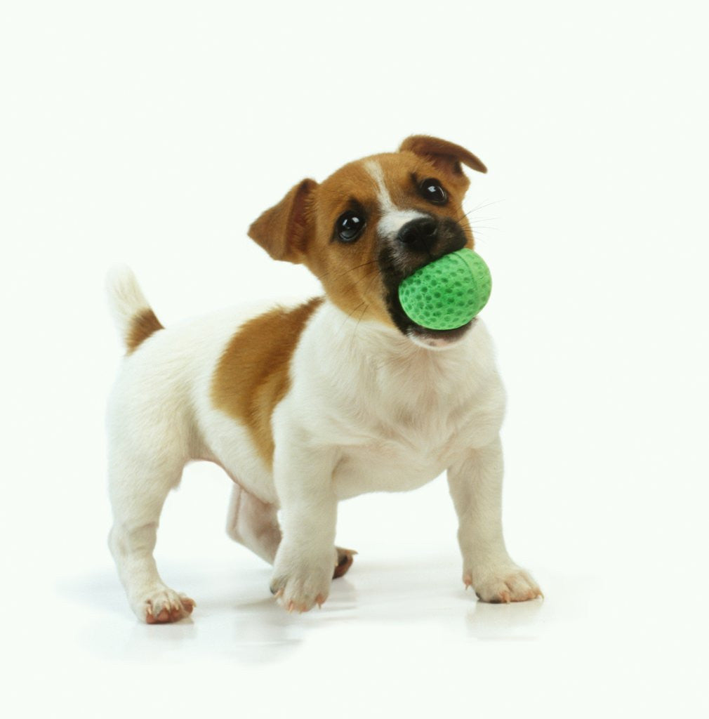 Detail of Jack Russell Terrier with Ball by Corbis