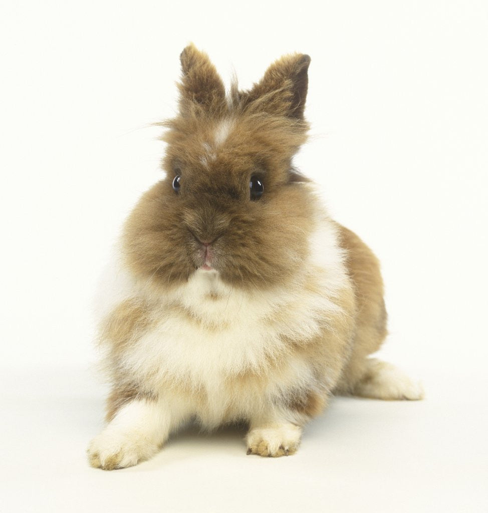 Detail of Brown and White Rabbit by Anonymous